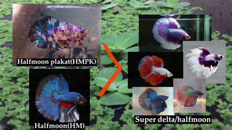betta cross breeding results|Betta Fish Cross Breeding Tail Types With Results .